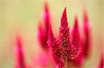 Celosia