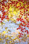 Red maple leaves