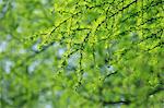 Green leaves