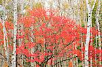 Autumn leaves, Nagano Prefecture, Japan