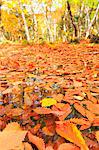 Autumn leaves, Nagano Prefecture, Japan