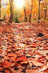 Autumn leaves, Nagano Prefecture, Japan