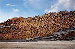 Large stack of logged timber in timber yard
