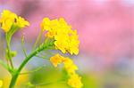 Rapeseed flowers