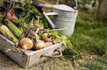 Allotment, England