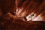 Bryce Canyon, Utah, USA