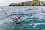 Adult bottlenose dolphin (Tursiops truncates) affectionately named Fungie who has lived for decades near the Dingle Peninsula, County Kerry, Munster, Republic of Ireland, Europe