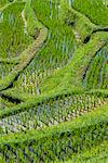 Rice terraces, Jatiluwih, UNESCO World Heritage Site, Bali, Indonesia, Southeast Asia, Asia