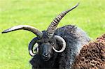 Black ram, a Jacobs four-horned (multihorned) pedigree male sheep, at Coigach in Western Scotland, United Kingdom, Europe