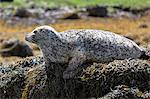 Common seal (harbour seal) (Phoca vitulina) adult basking on rocks and seaweed by Dunvegan Loch, Isle of Skye, Inner Hebrides, Scotland, United Kingdom, Europe