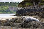 Common seal (harbour seal) (Phoca vitulina) adult basking on rocks and seaweed by Dunvegan Castle and Loch, Isle of Skye, Inner Hebrides, Scotland, United Kingdom, Europe