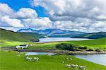 The Cuillin mountain range with croft farm, sheep and Loch Harport near Coillure, Isle of Skye, Inner Hebrides, Highlands and Islands, Scotland, United Kingdom, Europe