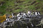 Endangered species common guillemot (common murre) (Uria aalge) with razorbills in colony of seabirds on rocks on Isle of Canna, Inner Hebrides and Western Isles, Scotland, United Kingdom, Europe