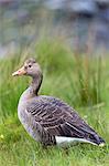 Greylag goose (Anser anser), Isle of Mull, Inner Hebrides and Western Isles, Scotland, United Kingdom, Europe