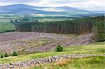 Razed forest of pine trees stripped for timber at Forestry Commission coniferous plantation in Galloway Forest Park, Carrick, Argyllshire, Western Scotland, United Kingdom, Europe