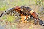Harris Hawk (Parabuteo unisinctus), hunting a European hare, Patagonia, Argentina, South America