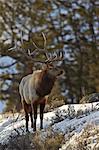 Bull elk (Cervus canadensis) in the snow, Yellowstone National Park, UNESCO World Heritage Site, Wyoming, United States of America, North America