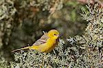 Yellow warbler (Dendroica petechia), female, Chiricahuas, Coronado National Forest, Arizona, United States of America, North America