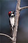 Acorn woodpecker (Melanerpes formicivorus), Chiricahuas, Coronado National Forest, Arizona, United States of America, North America