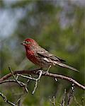 House finch (Carpodacus mexicanus), male, Chiricahuas, Coronado National Forest, Arizona, United States of America, North America