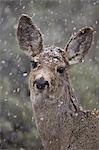 Young mule deer (Odocoileus hemionus) in a snow storm in the Spring, Yellowstone National Park, Wyoming, United States of America, North America