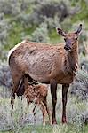 Elk (Cervus canadensis) calf nursing, Yellowstone National Park, Wyoming, United States of America, North America