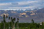 Mountains and poplars at sunrise from Leh, Ladakh, Himalayas, India, Asia