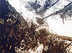 Tall pine tree in the forest, bottom view.