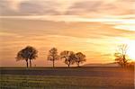 Trees at sunset with walker, Pfalz, Germany