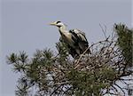 Gray heron sitting in a nest on a pine tree.