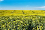Rape field Colza (Brassica rapa)against blue sky, rural scene