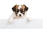 Papillon puppy, 1 month old, relies on blank banner. White background