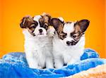 Two cute Papillon puppies age of one and a half months on a orange background