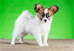 Cute Papillon puppy standing on a green background