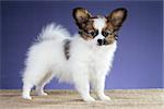 Cute Papillon puppy standing on a blue background