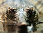 A closeup of gharial eyes ((called also gavial and fish-eating crocodile)