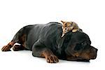 young rottweiler and kitten in front of white background