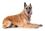 belgian shepherd laekenois in front of white background