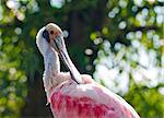 A portrait of a roseate spoonbill (wading bird)