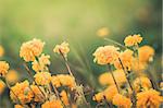 Marigolds or Tagetes erecta flower in the nature or garden vintage