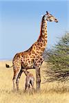 adult female giraffe with calf suckling breast milk in Etosha national Park, Ombika, Kunene, Namibia, true wildlife photography