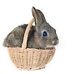 young rabbit in basket in front of white background