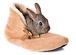 European rabbit in shoes  in front of white background