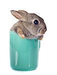 European rabbit in teacup  in front of white background