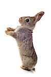 European rabbit in front of white background