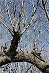 bare tree branches against a clear blue sky