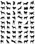 Different black silhouettes of dogs, vector