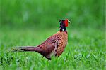 Photo of pheasant in a grass