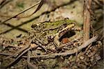 Green Frog Lithobates (Rana) clamitans melanota.