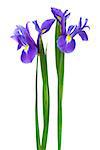 two purple iris on a white background